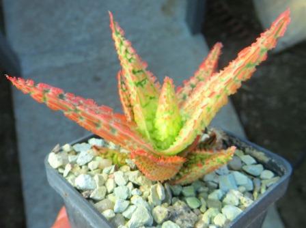 aloe hybrid super Тай