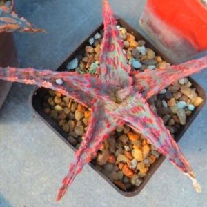 aloe hybrid super Тай