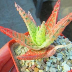 aloe hybrid super Тай