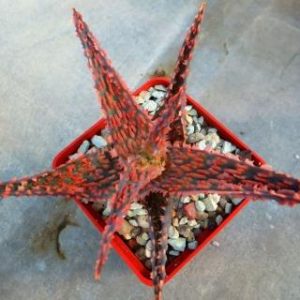 aloe hybrid super Тай