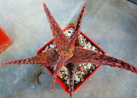 aloe hybrid super Тай