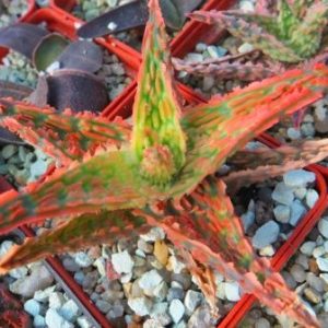aloe hybrid super Тай