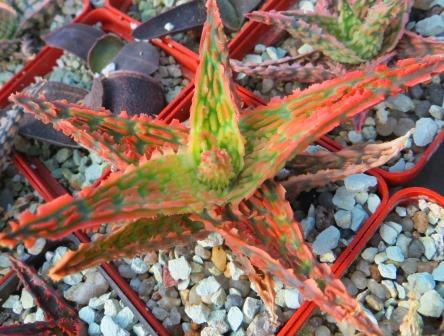 aloe hybrid super Тай