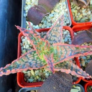 aloe hybrid super Тай