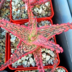 aloe hybrid super Тай