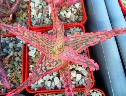aloe hybrid super Тай