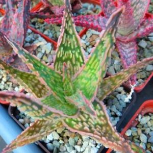 aloe hybrid super Тай