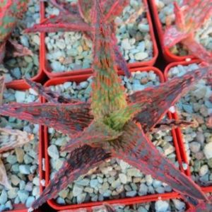 aloe hybrid super Тай