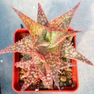 aloe hybrid