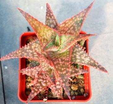aloe hybrid
