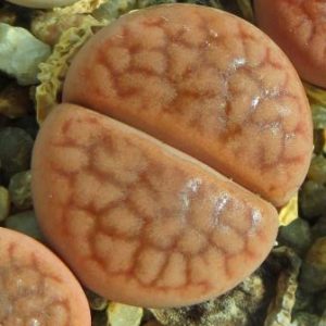 Lithops hookeri v. subfenestrata C 19 cop