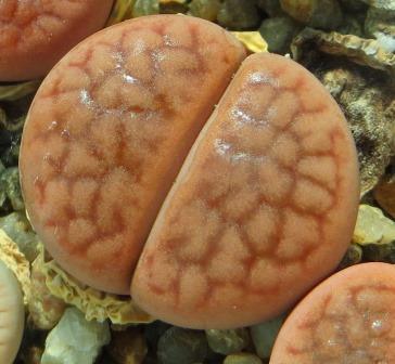 Lithops hookeri v. subfenestrata C 19 cop