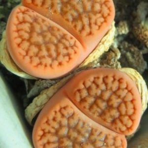 1616.02 lithops hookeri c 171