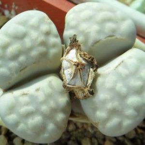 lithops julii c297