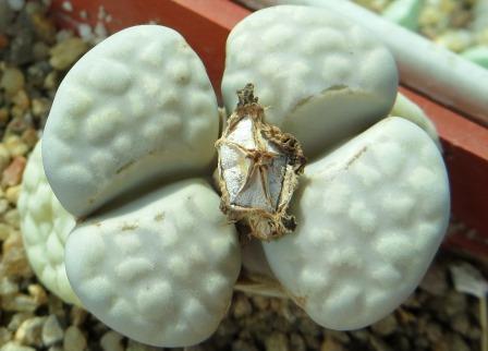 lithops julii c297