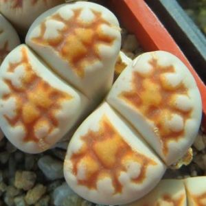 lithops karasmontana summitatum