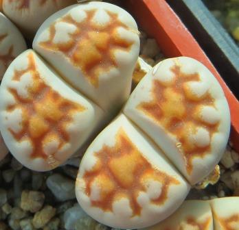 lithops karasmontana summitatum