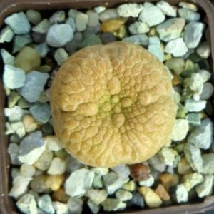 pseudolithos eylensis