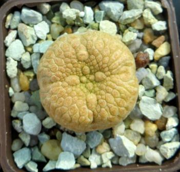 pseudolithos eylensis