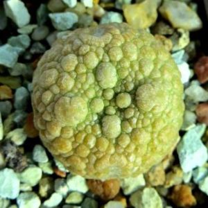 pseudolithos eylensis