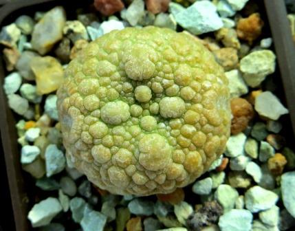 pseudolithos eylensis