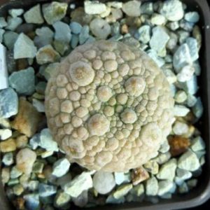 pseudolithos eylensis