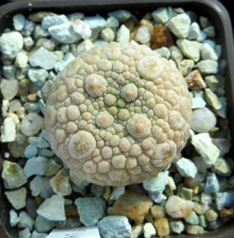 pseudolithos eylensis