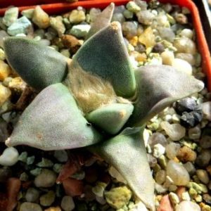 ariocarpus retusus rostratus own root