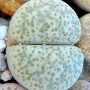 1731.58 lithops terricolor