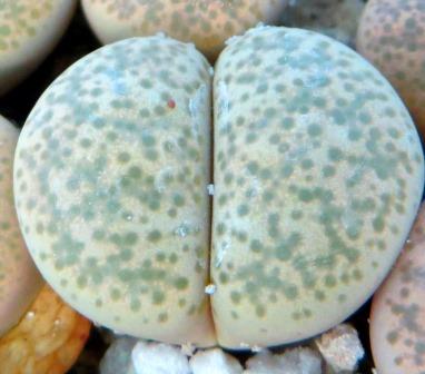 1731.58 lithops terricolor