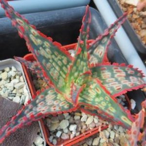 aloe hybrid super Тай