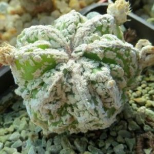 astrophytum fukuryu haku jo
