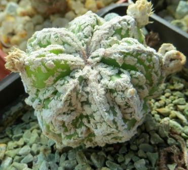 astrophytum fukuryu haku jo