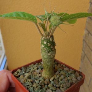 dorstenia foetida Тай
