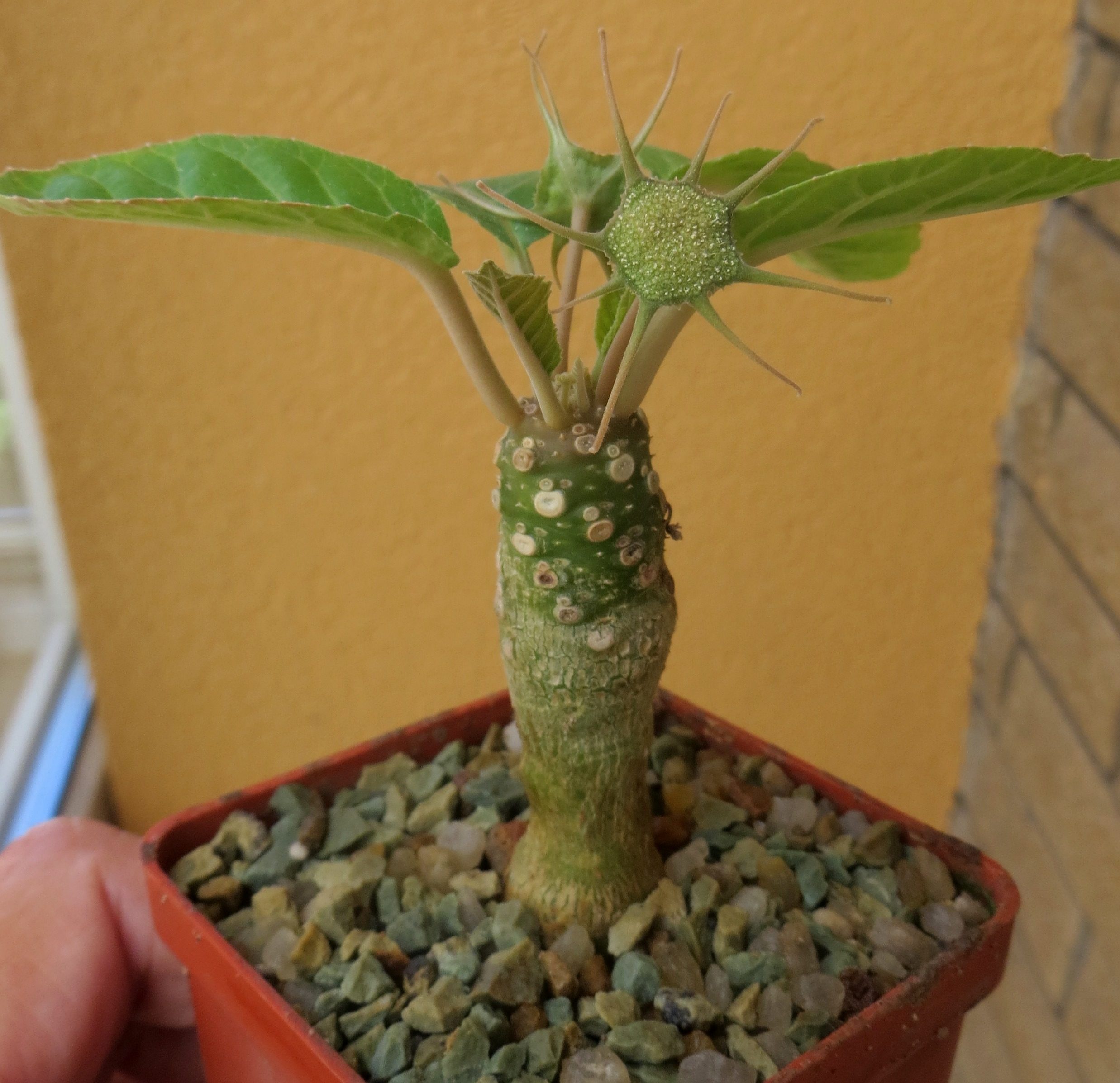 dorstenia foetida Тай