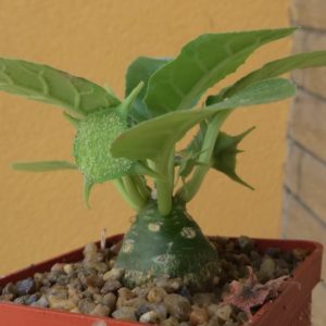 dorstenia foetida