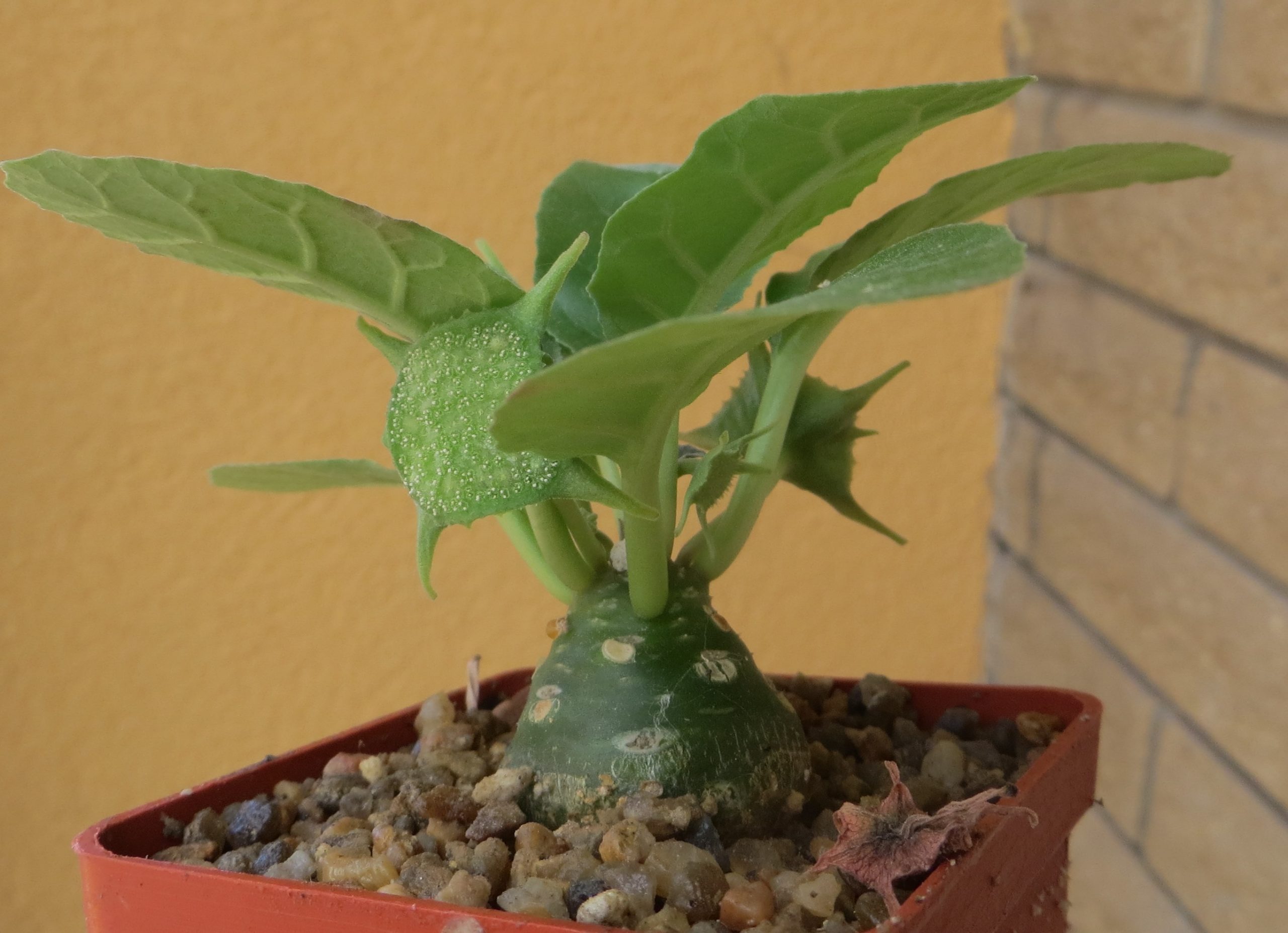 dorstenia foetida