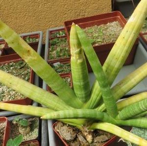 sansevieria spec