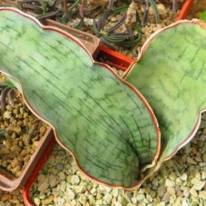 sansevieria spec