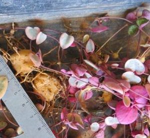 ceropegia woodii variegata