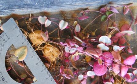 ceropegia woodii variegata