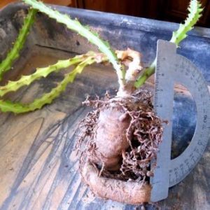 euphorbia knuthii caudex