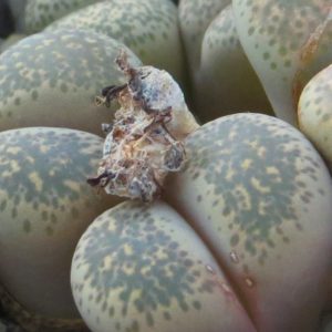 1731.58 lithops terricolor
