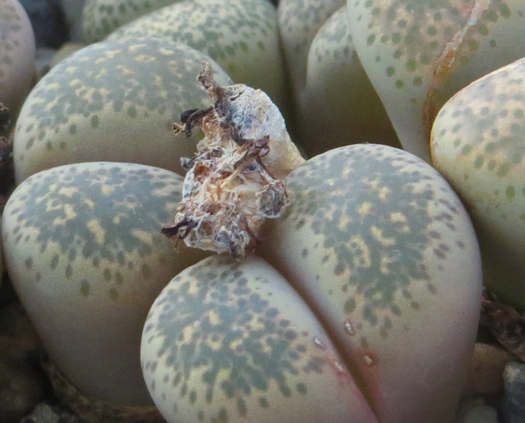 1731.58 lithops terricolor