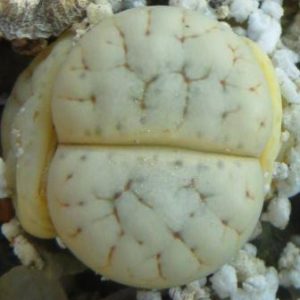 lithops gracilidelineata baseli