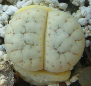 lithops gracilidelineata baseli