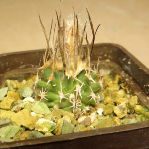 IB 8484 turbinicarpus gracilis
