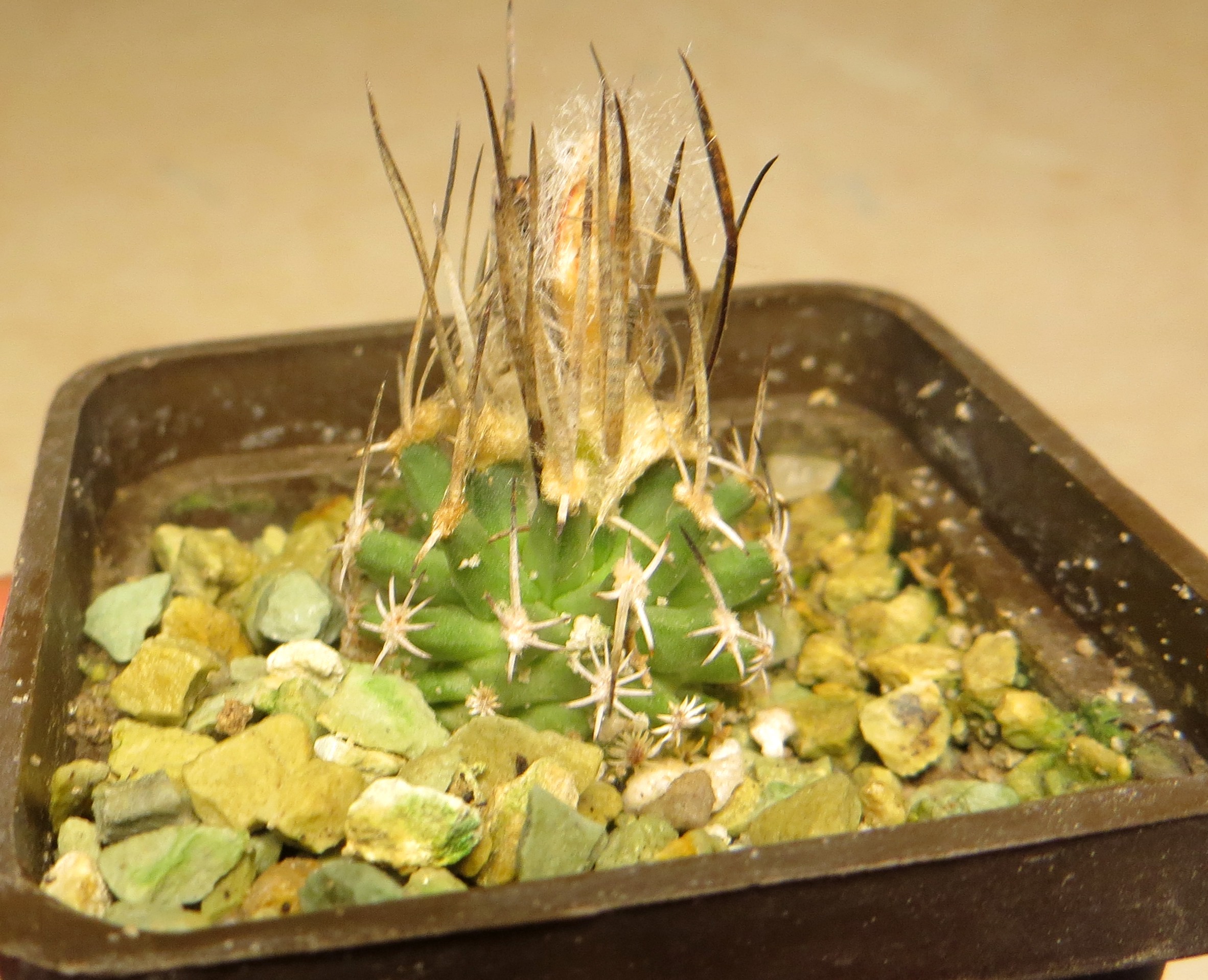 IB 8484 turbinicarpus gracilis