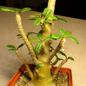 dorstenia gigas