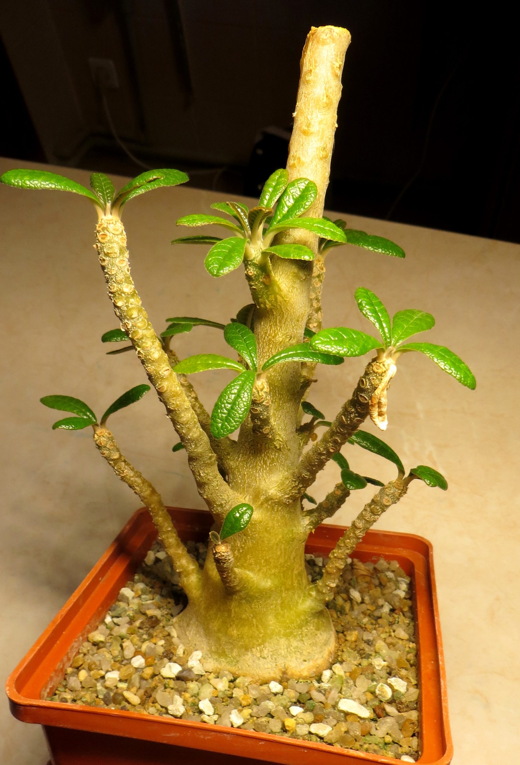 dorstenia gigas